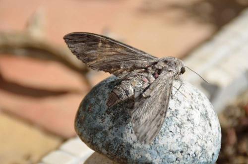 Réf. 310 753 : Agrius convolvuli